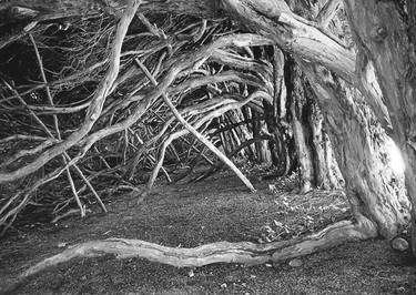 Edition 1/10 - Tree Branches and Roots, Blickling Estate, Norfolk thumb