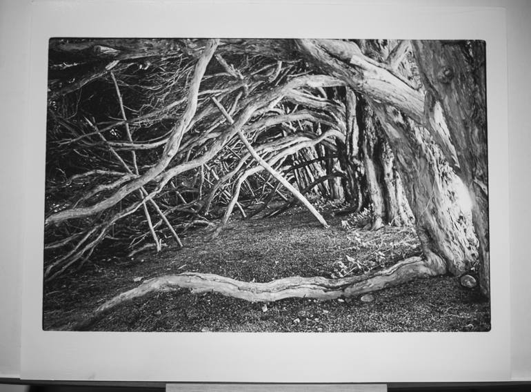 Original Fine Art Tree Photography by PAUL COOKLIN