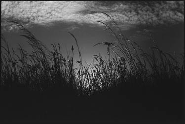 Wild Grasses, Suffolk - Limited Edition of 10 thumb