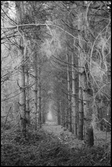 Thorpe Forest, Thetford, Suffolk - Limited Edition of 10 thumb