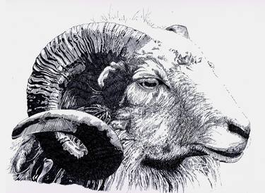 Original Animal Drawings by Trina Guy-Smith