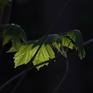 Wind of Change -detail-