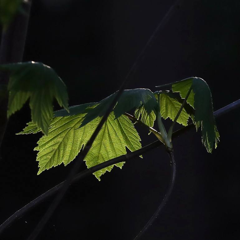 Original Nature Photography by Sander Steins