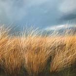 Winter Grass by chris lock