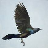 Fish Crow by Danielle Halford
