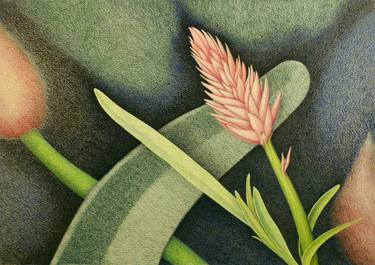 Original Art Deco Botanic Drawings by Norm Holmberg