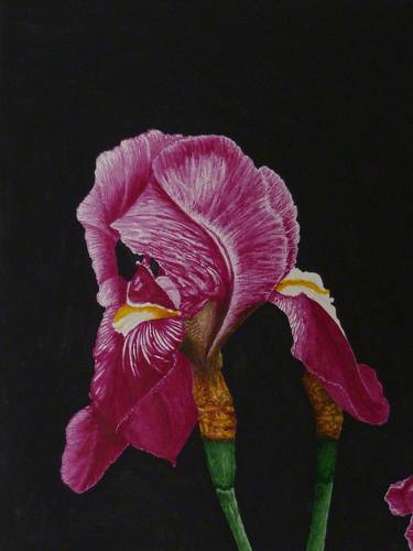 Original Realism Floral Painting by Norm Holmberg
