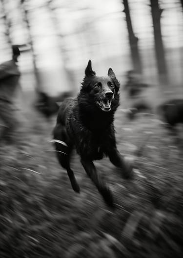 Original Conceptual Dogs Photography by steven sandner