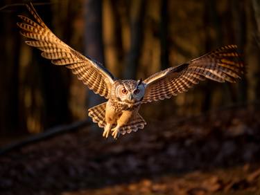 Owl in Flight thumb