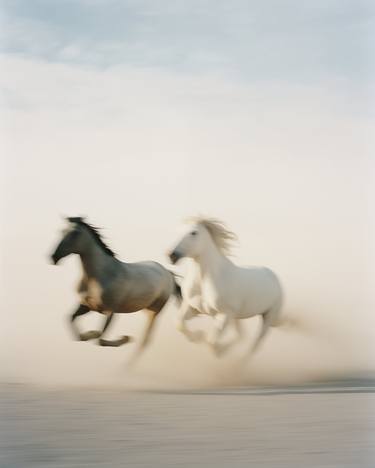 Original Horse Photography by steven sandner