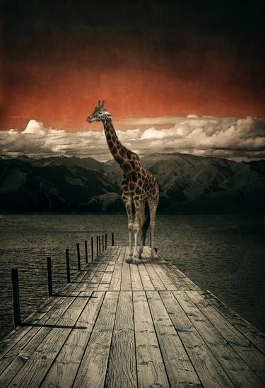 Original Surrealism Animal Photography by steven sandner