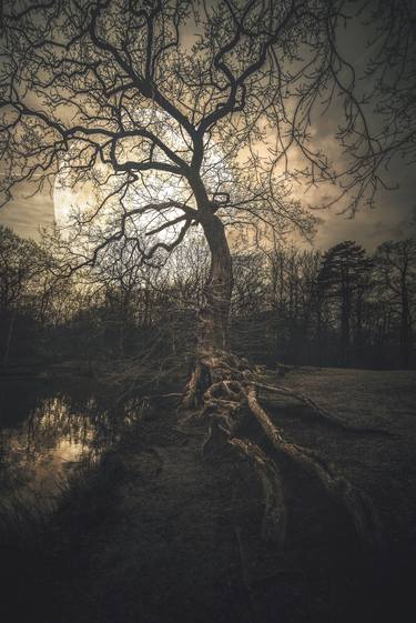 Print of Nature Photography by steven sandner