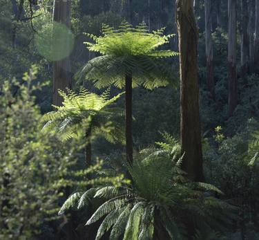 Gondwana Ferns - Limited Edition of 5 thumb