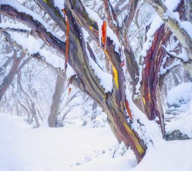 'Echo' Snow Gums - Limited Edition of 5 thumb