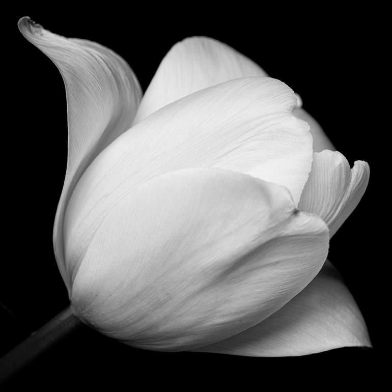 black and white tulip photography