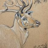 Deer by Amelia Augustyn