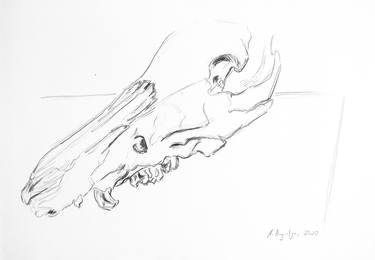 Original Figurative Animal Drawings by Amelia Augustyn