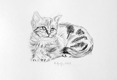 Print of Fine Art Animal Drawings by Amelia Augustyn