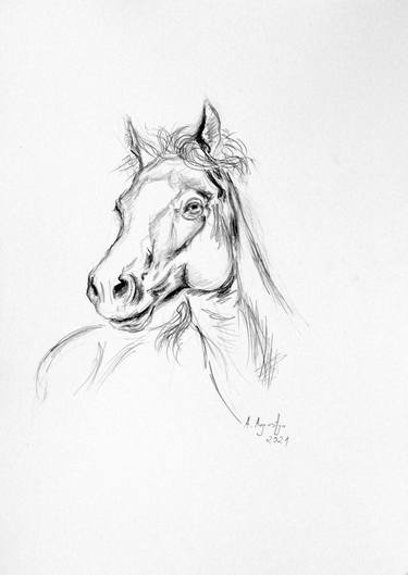 Original Animal Drawings by Amelia Augustyn