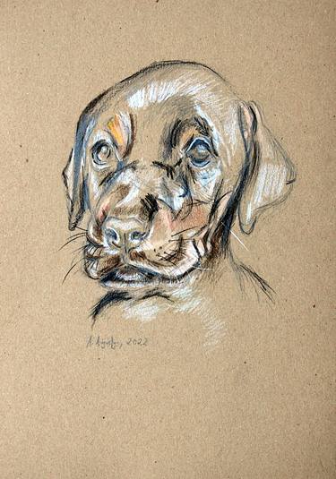 Original Fine Art Dogs Drawings by Amelia Augustyn