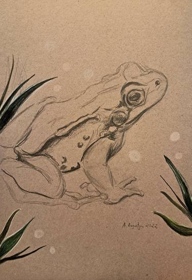 Original Realism Animal Drawings by Amelia Augustyn