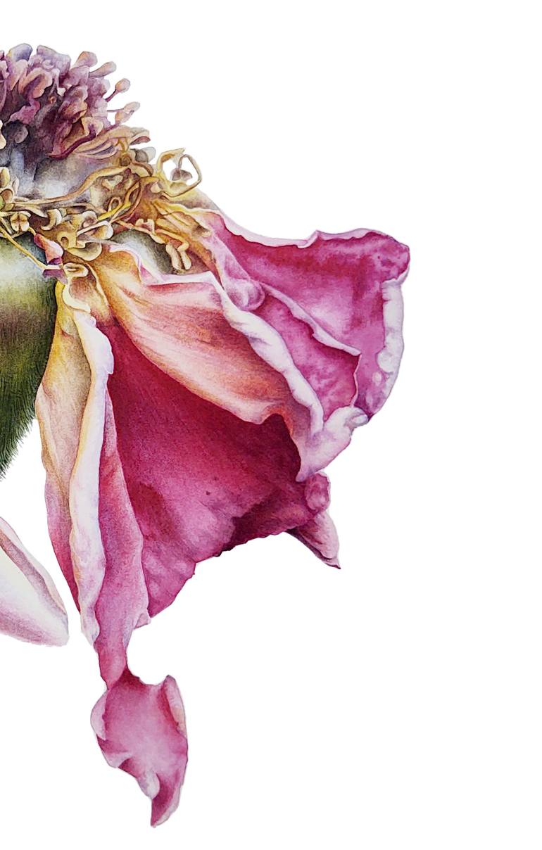 Original Illustration Botanic Painting by Yuliia Mazur