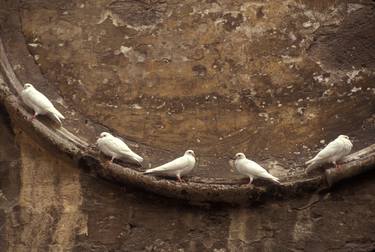 Whites doves on relaxing on a wall thumb
