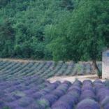 Lavender fields by a rustic farmhouse - Limited Edition of 50 by Owen Franken