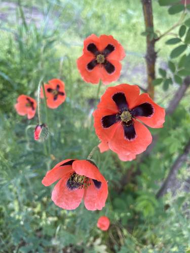 Original Color Field Painting Botanic Photography by Liliia Pukavska