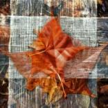 Leaf by Johnny Shahnazarian