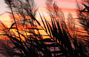 reeds at sunset thumb