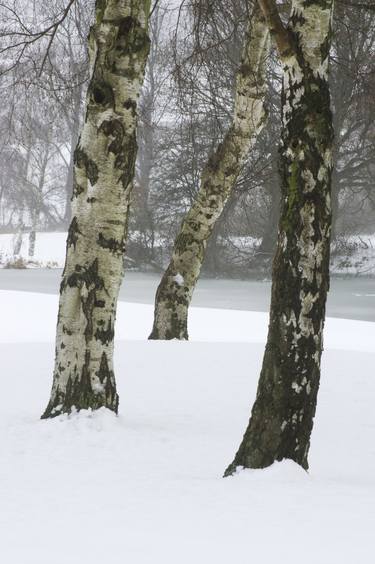 Snow trees thumb