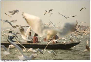 Gulls on the Ganges thumb