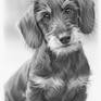 Wired haired puppy drawing in graphite