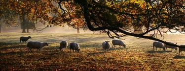 Misty autumn morning  thumb