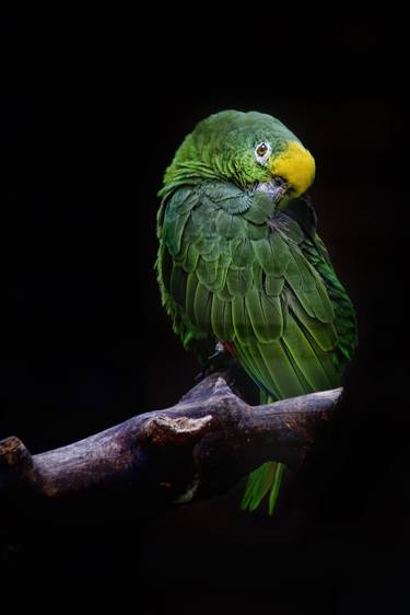 The Green Parrot thumb