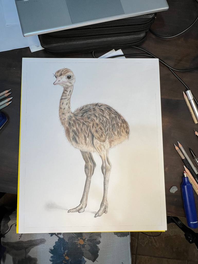 Original Photorealism Animal Drawing by Vanessa Lawrence
