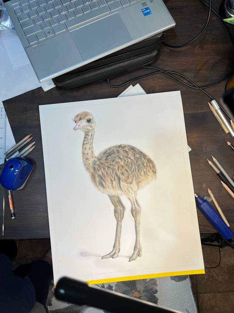 Original Photorealism Animal Drawing by Vanessa Lawrence