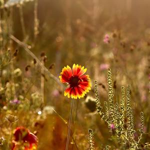 Collection Nature Photography