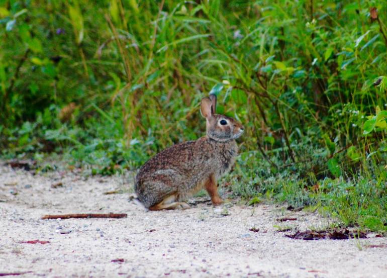 Bunny~time Photography by Kelly Lynn Kimball | Saatchi Art