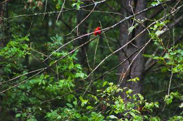 Cardinal. thumb