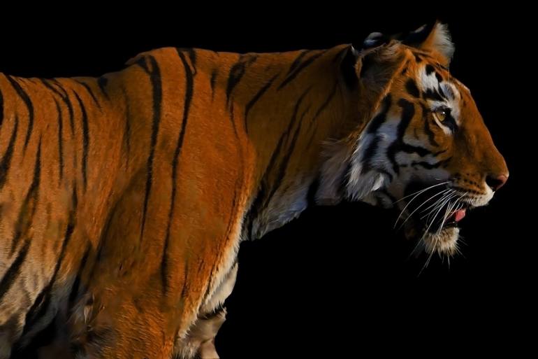 Original Animal Photography by Aneesh Kotwal | Portraiture Art on Canvas | Mother of the Stripes: Madhuri of Tadoba