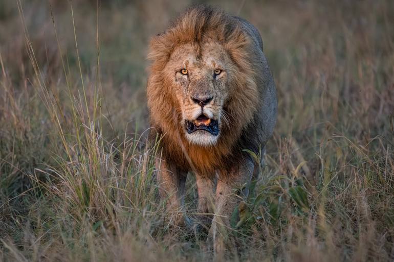 Original Wildlife Photography by Chamara De Silva | Documentary Art on Canvas | "Monarch of the Tall Grass - Standard Edition"
