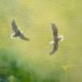 Fairytale scenery with birds and soft light