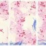 Sakura Saku IV - VI as a Triptych