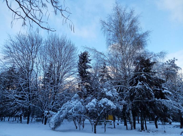 Original Nature Photography by Karina Sunlife | Classicism Art on Paper | The Pre-Sunset Hour in a Winter Park