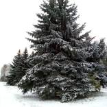 Collection Poetic winter scene. Snow crystals on branches. Winter stillness