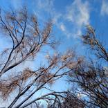 Collection Sky and branches fine art photography.