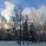 Collection Poetic winter scene. Snow crystals on branches. Winter stillness