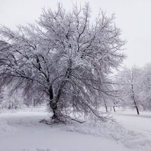 Collection Poetic winter scene. Snow crystals on branches. Winter stillness